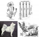 Four images showing: a poppy, a samoyed dog, recorders, and the Devil